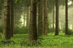 Mixed Forest Scenery Drucke: Forest