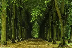 Gerahmter Druck : Forest Gerahmter Druck : Forest