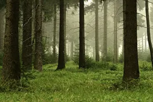 Gerahmter Druck : Forest Gerahmter Druck : Forest