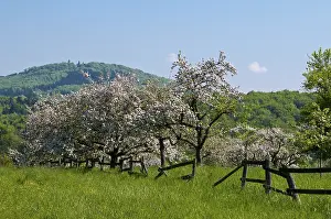 German Spring Flowers Drucke: Forest, blossoming apple trees