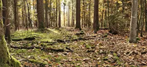 Upper Franconia Hiking Trails Drucke: Forest clearing with soft sunlight