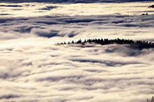 Cloudy Mountain Landscape Drucke: Forest above the cloud level, view from the Feldberg
