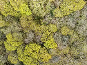 British Countryside From A Drone Drucke: Top Down over Forest from a drone