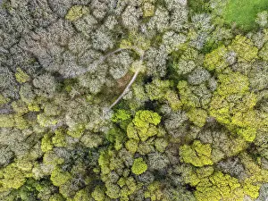 Drone Photography Devon England Drucke: Top Down over Forest from a drone