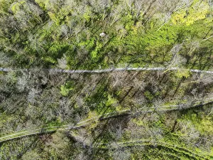 Drone Photography Devon UK Drucke: Top Down over Forest from a drone