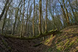 Raw Material Extraction Site Drucke: Forest with fallen tree trunk and mossy environment