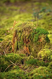 Schwarzwald Landscape Photo Drucke: Forest floor with tree stump and moss