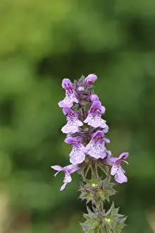 European Medicinal Plant Drucke: Forest goat (Stachys sylvatica)