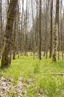 Baden Wurttemberg Landscapes Drucke: Forest with grass on Easter path
