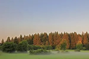 Uninhabited Forest Landscape Germany Drucke: Forest, hedges in meadow, Nusplingen