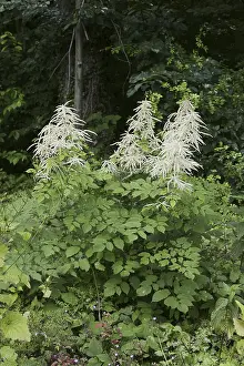 Deserted Forest Landscape Germany Drucke: Forest honeysuckle (Aruncus dioicus)