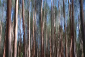 Blurred Forest Scenery Drucke: Forest, impression, alienation