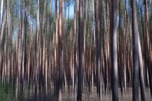 Long Exposure Nature Shots Drucke: Forest, impression, alienation