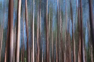 Blurred Motion Nature Shots Drucke: Forest, impression, alienation