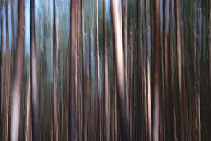 Long Exposure Nature Shots Drucke: Forest, impression, alienation