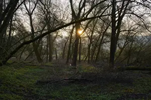 Southern Germany Forest Scenery Drucke: Forest landscape at sunset, diffuse light through bare branches
