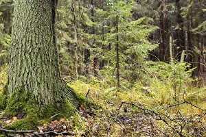 Wooded Countryside Views Drucke: Forest landscape, trunk of pine in foreground
