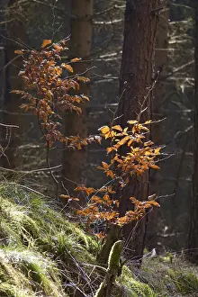 German Forest Landscapes Drucke: Forest in March, Germany
