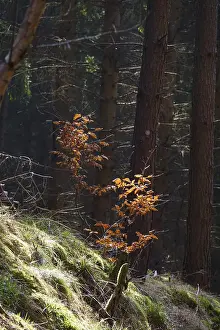 Deserted Forests In Germany Drucke: Forest in March, Germany