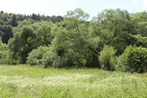 Poppy Flower Field Drucke: Forest, meadow, edge of forest