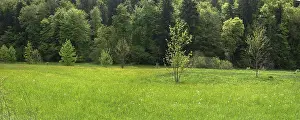 Springtime In Southern Germany Drucke: Forest and meadows in spring, Doos