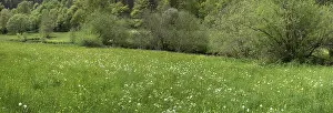 Bavaria Forest Scenery Drucke: Forest and meadows in spring, Doos