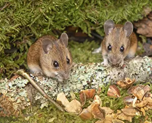 Mammalian Wildlife Drucke: Forest mice Apodemus sylvaticus