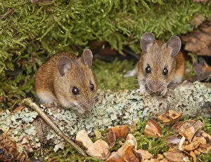 Deserted Forest Scenes Drucke: Forest mice Apodemus sylvaticus
