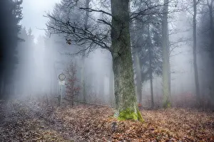 Foggy Atmosphere Drucke: Forest in the mist
