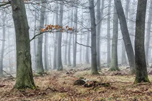 German Forest Scenery Drucke: Forest in the mist