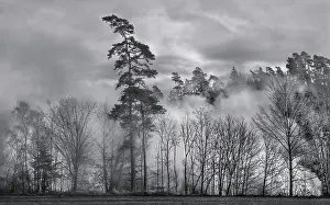 Atmospheric Forest Scene Drucke: Forest in the mist