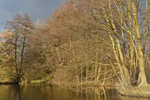 Natural Preserve Germany Drucke: Forest along the Nette stream, Schwalm-Nette Nature Reserve