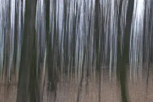 Deserted Forest In Autumn Drucke: Forest in November, abstracted