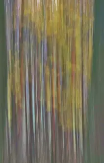 Deserted Forest Europe Drucke: Forest in November, abstracted