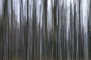 Deserted Forest In Europe Drucke: Forest in November, abstracted