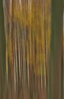 Forested Landscape Photography Drucke: Forest in November, abstracted