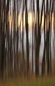 Wooded Landscape Photography Drucke: Forest in November, abstracted