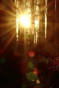 Evening Atmosphere In The Woods Drucke: Forest on a November evening, sunset