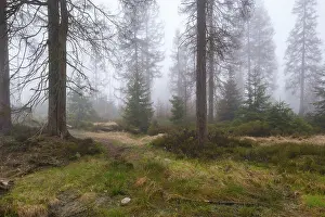Nature Conservation Area Europe Drucke: Forest at the Oderteich in the Nebel