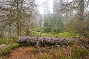 Protected Area In Europe Drucke: Forest at the Oderteich in the Nebel