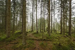 Harz National Park Drucke: Forest at the Oderteich, Nebel