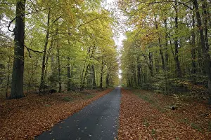Autumn Foliage In Germany Drucke: Forest path