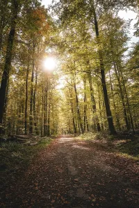 Deserted Forest Track Europe Drucke: Forest path in autumn against the sun