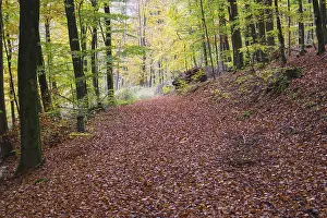 Deserted Forest Track Drucke: A forest path covered by foliage