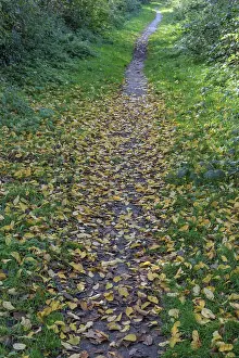 German Forest Scenery Drucke: A forest path is covered with a layer of fallen leaves