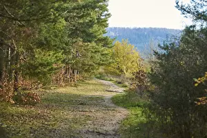 Bavaria Forest Path Drucke: Forest path on the edge of the forest in autumn