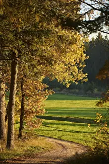 Autumn Landscape In Bavaria Drucke: Forest path on the edge of the forest in autumn