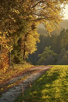 Bavaria Autumn Landscape Drucke: Forest path on the edge of the forest in autumn
