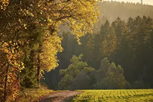 German Forest Trail Drucke: Forest path on the edge of the forest in autumn