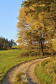 Bavaria Autumn Landscape Drucke: Forest path on the edge of the forest in autumn